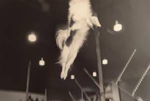 Agility trial, 1993