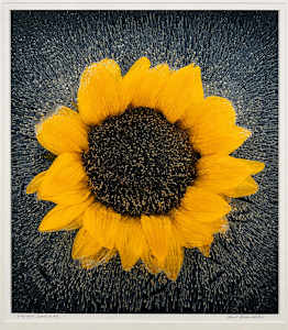 Frozen Sunflower