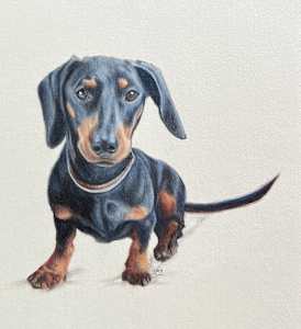 Dachshund