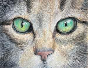 Cat Eyes - Tabby