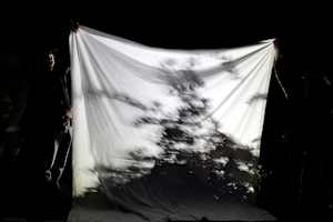 Nature Shadow