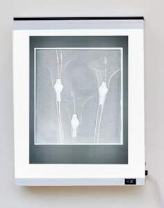 A Flower in Bloom X Ray 1