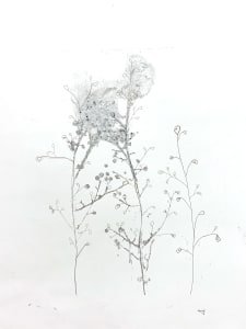 Winterberry no. 9