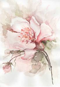 Magnolia Grace