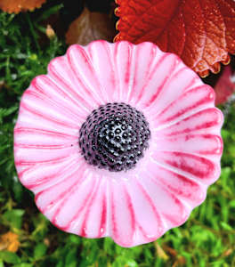 Plant Pick-Pink Coneflower