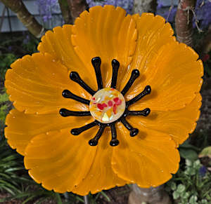 Garden Flower-Marigold with Black Stamens and Dichroic Center