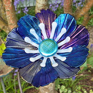 Garden Flower-Blue Irid with White Stamens and Dichroic Center