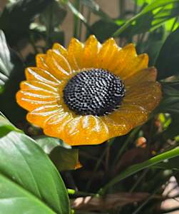Plant Pick-Golden Sunflower