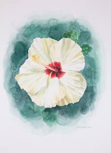 White hibiscus