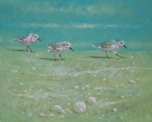 Sandpiper Samba