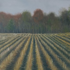 Corn Stubble
