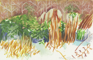 February 28, 2007 - Winter Grasses