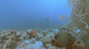 Bonaire for Diane