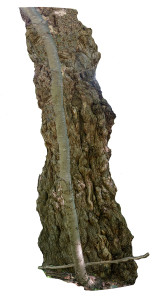 Big Tree Trunk