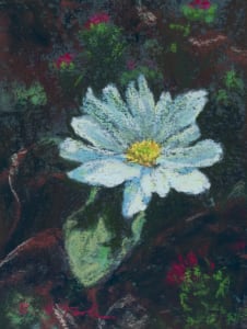 Tundra Flower