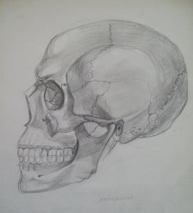 Human Skull