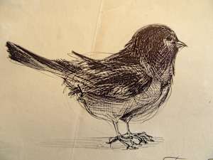 Bird