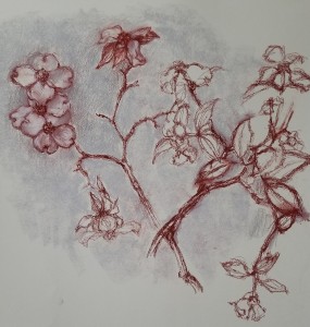 Dogwood Blossoms