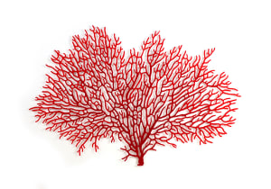 Annella Coral Fan