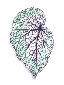 Begonia Leaf #1