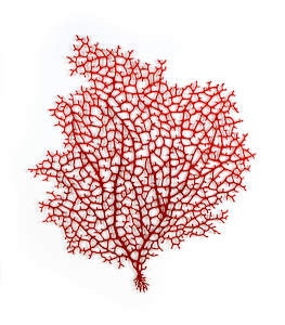 Ruby Gorgonian