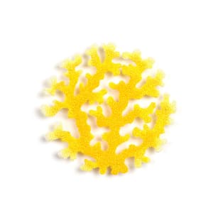 #80 yellow coral distichopora