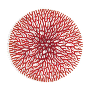 Coral Network 2