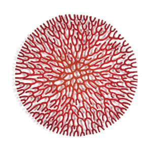 Coral Network 3