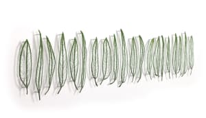 Eucalypts of Tasmania - Comparative leaf study