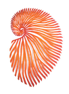 Paper Nautilus - red