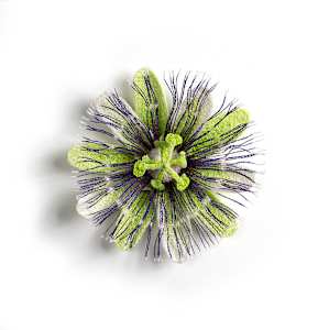 Passion Flower (2)