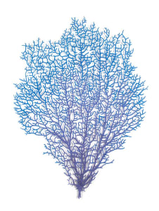 Florescent Coral Fan