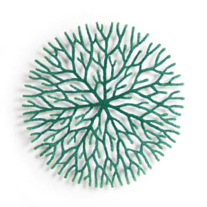 nature study (Radiating growth)