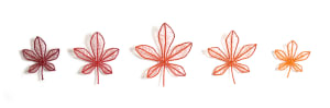 Specimen Collection 2 (maple leaves)