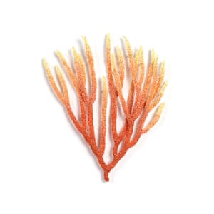 #97 Sphaerokodisis coral