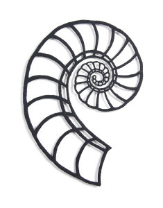 Spirula Shell