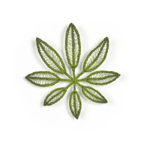 #23 Umbrella Plant