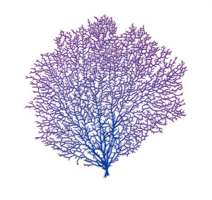 Venus Sea Fan (Gorgonia flabellum)
