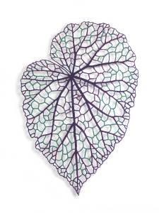 Begonia Leaf (Begonia rex)