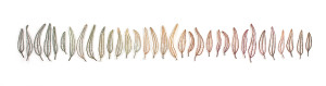 Leaf Line