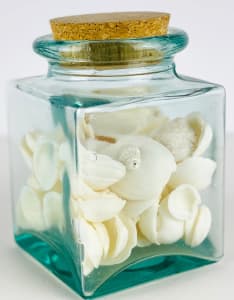 5151 - Seashells