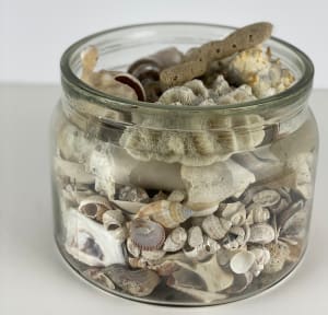 5150 - Seashell Collection