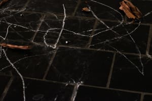 Weeping the World / Language Line I