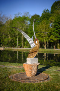 Canadian Swan