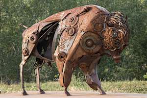 Bison