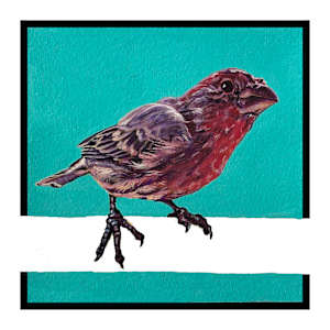 House Finch #2