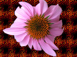 Glow Petal