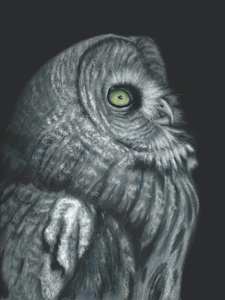 Night Vision