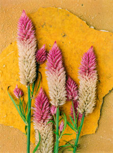 Still Life: Celosia Spicata