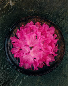 Still Life: Rhododenron 1